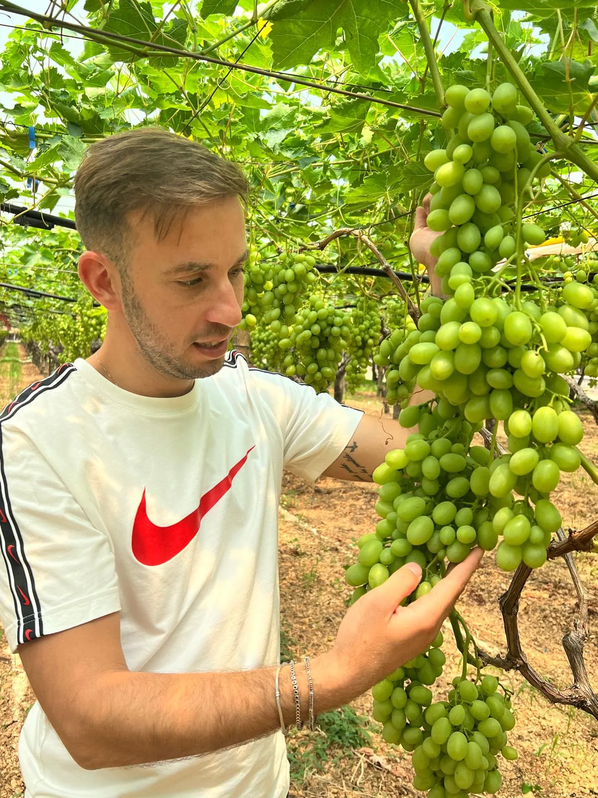 Raccolta frutta tradizionale Puglia