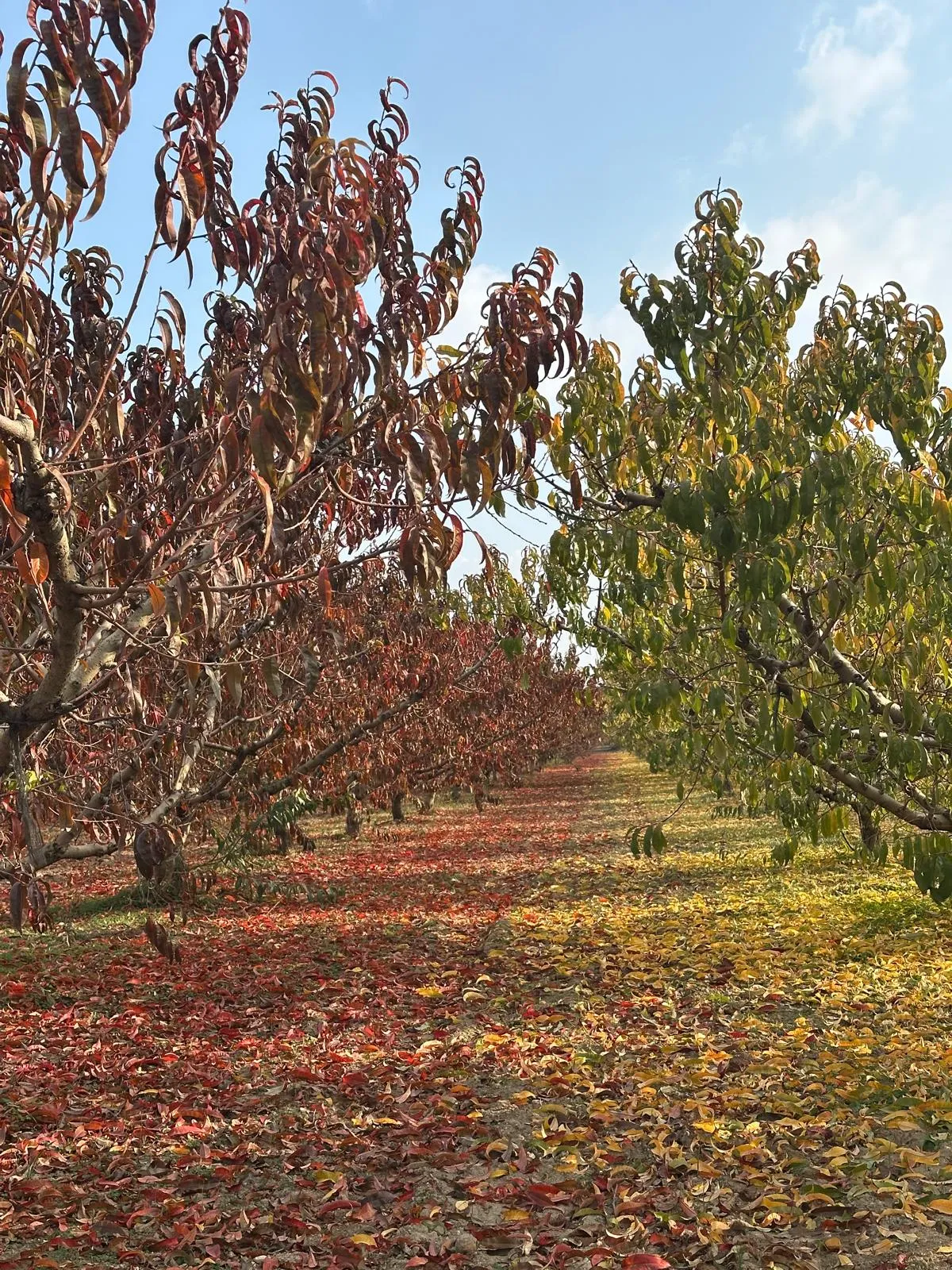 Campi coltivati al tramonto Puglia Spina Group