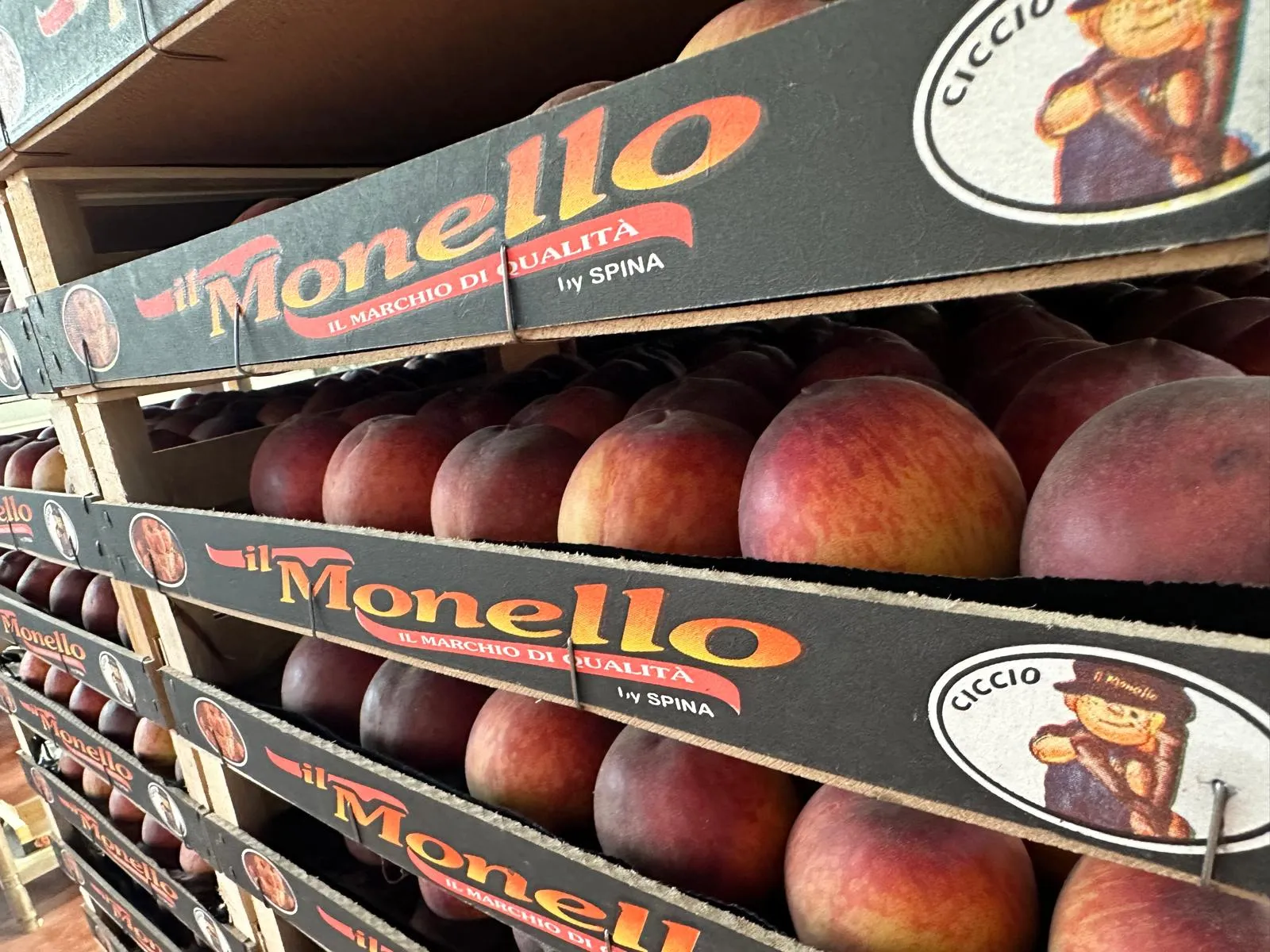 Campi Puglia Spina Group