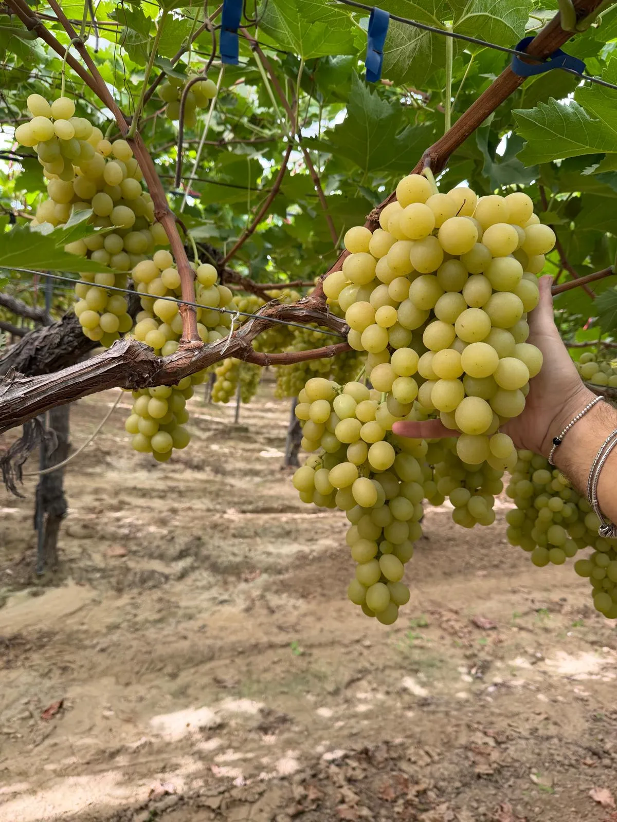 Uva da tavola premium Puglia
